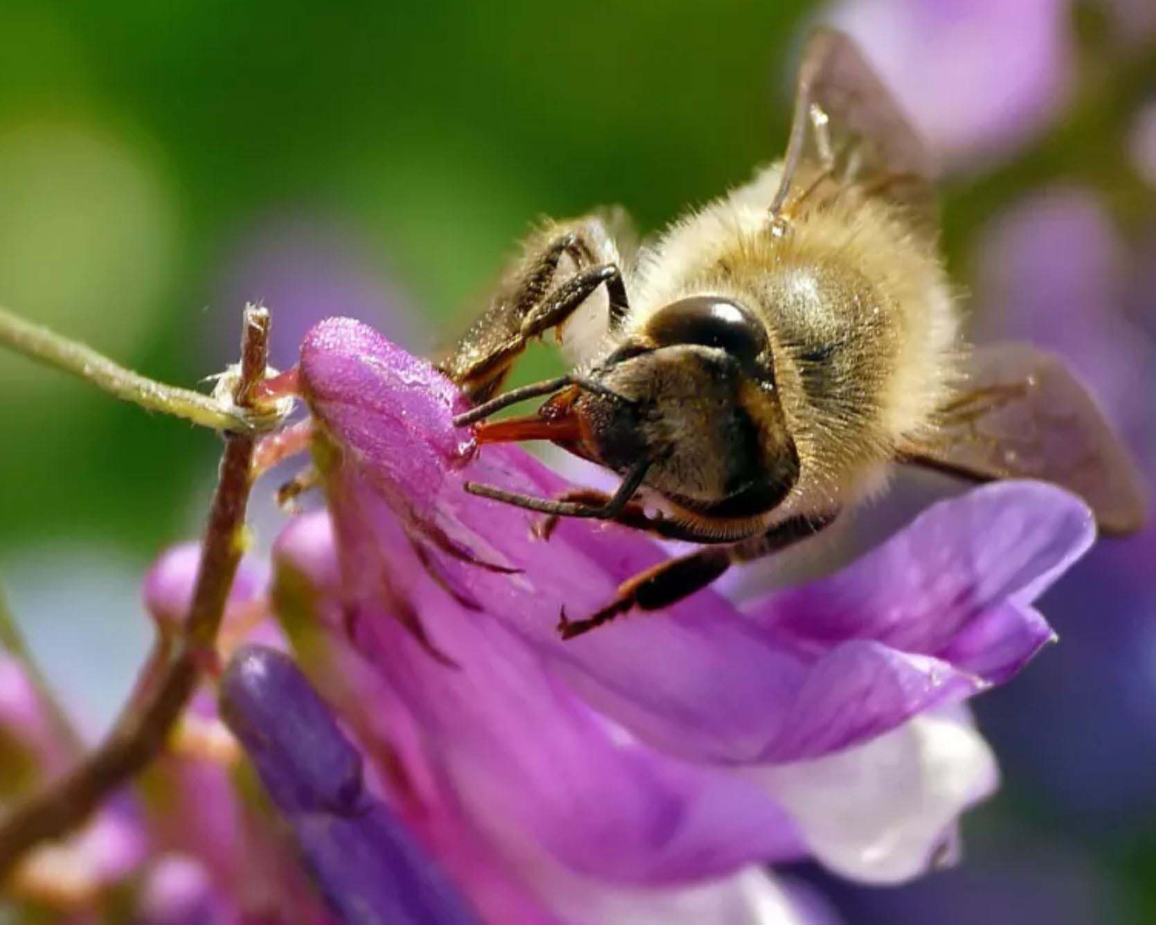 Gartenratgeber über Bienen und Hummeln