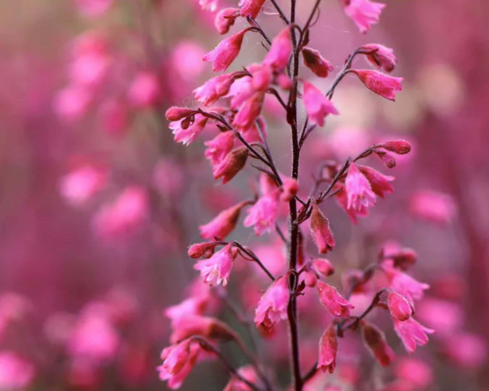 Gartenratgeber zu Purpurglöckchen