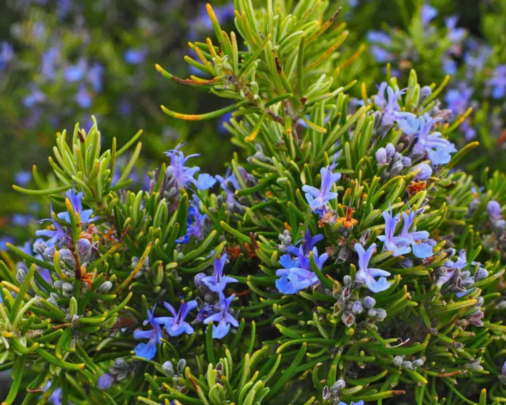 Ratgeber über Rosmarin