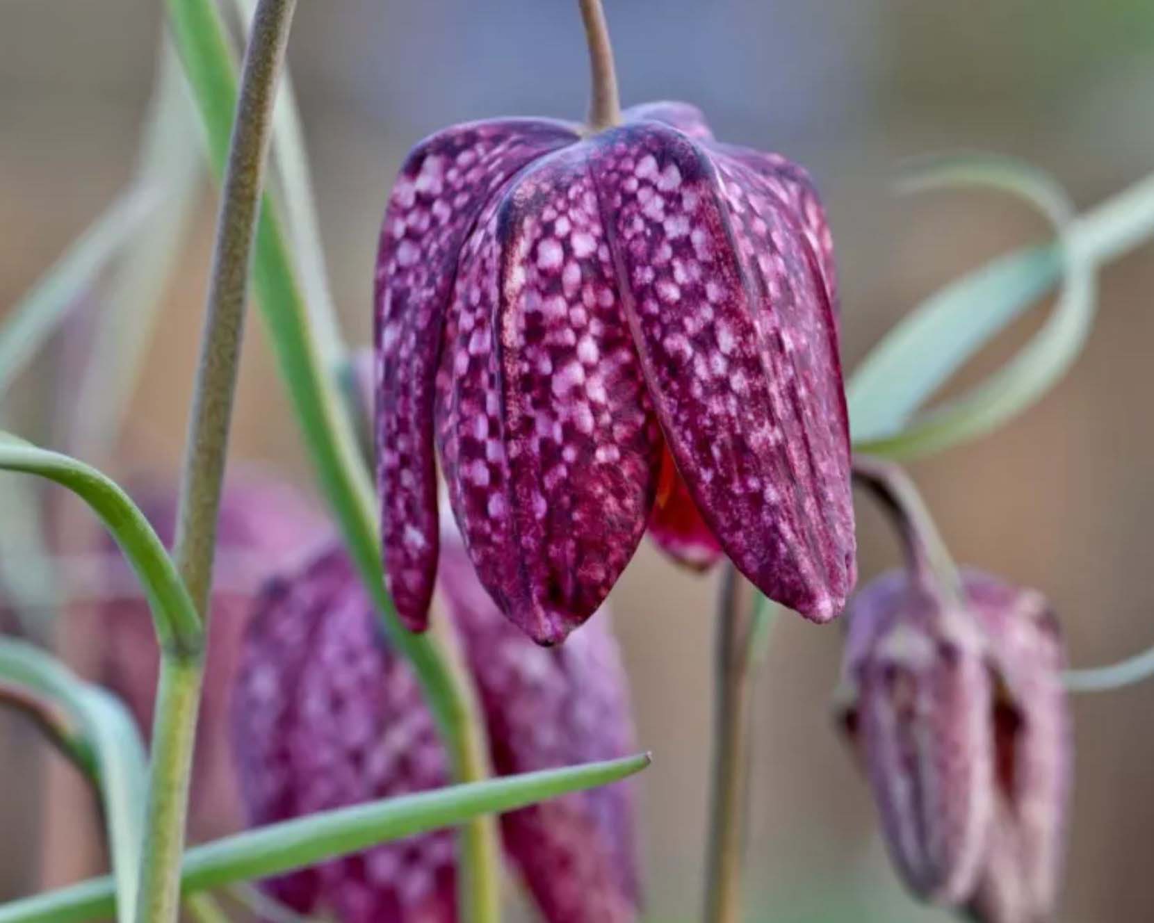 Ratgeber über die Schachbrettblume