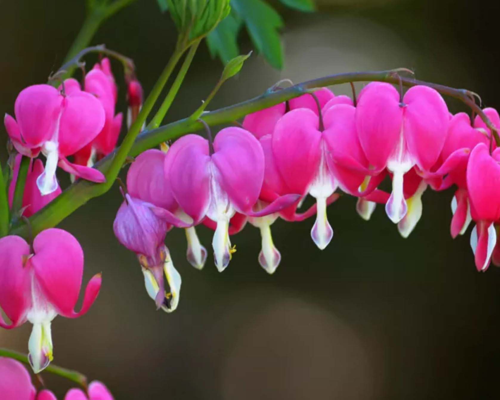 Ratgeber über Schattenpflanzen