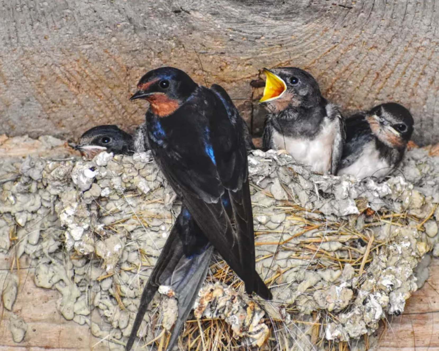 Gartenratgeber über die Ansiedlung von Schwalben