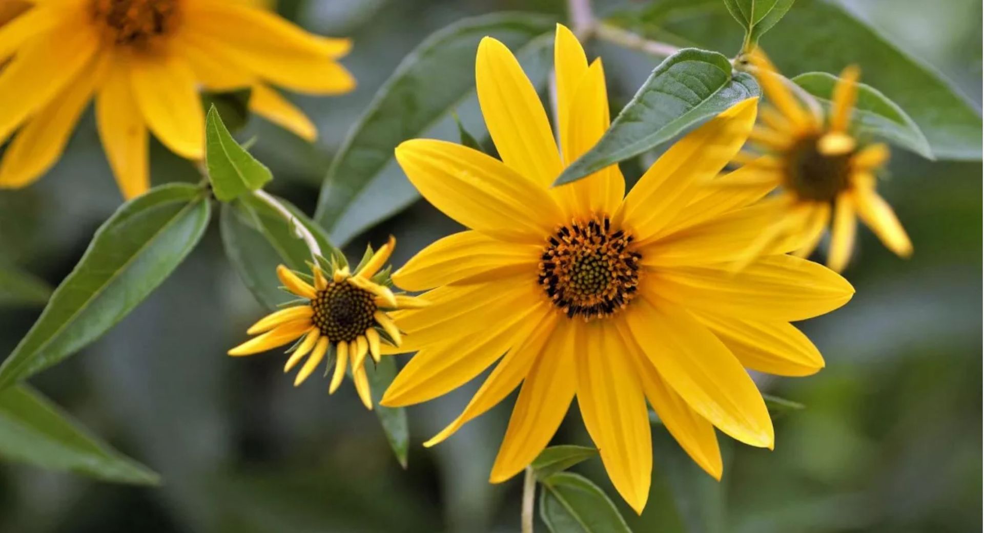 Topinambur anbauen, pflanzen und pflegen