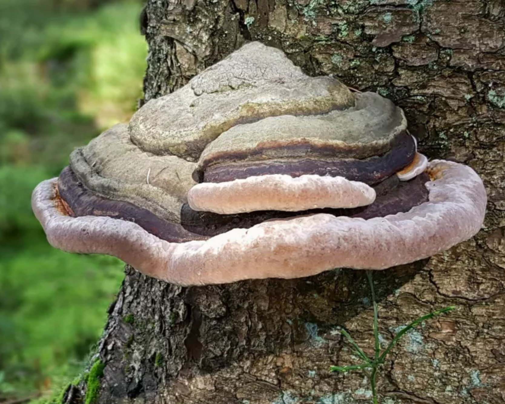 Gartenratgeber zu Pilzen an Bäumen