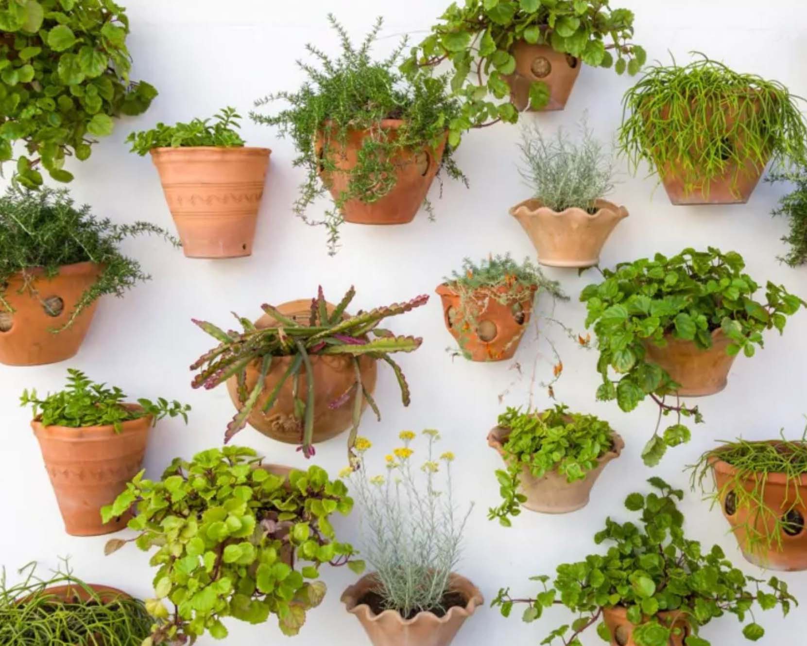 Ratgeber zum vertikalen Garten