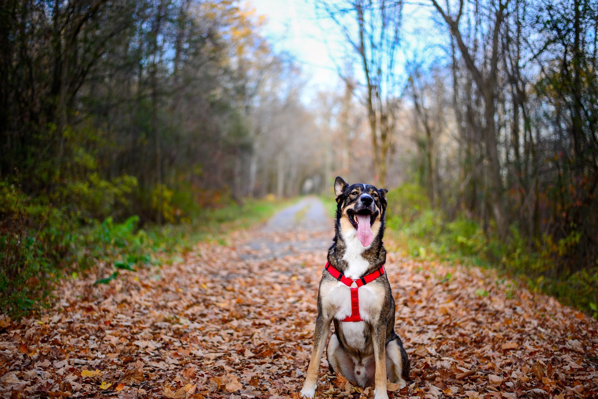 A dog wearing a red harness is sitting on a path in the woods.