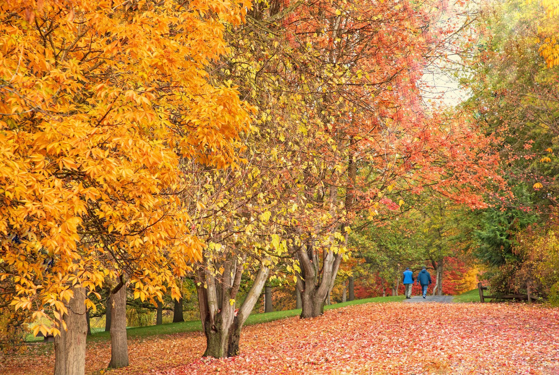 A park with trees and benches covered in leaves