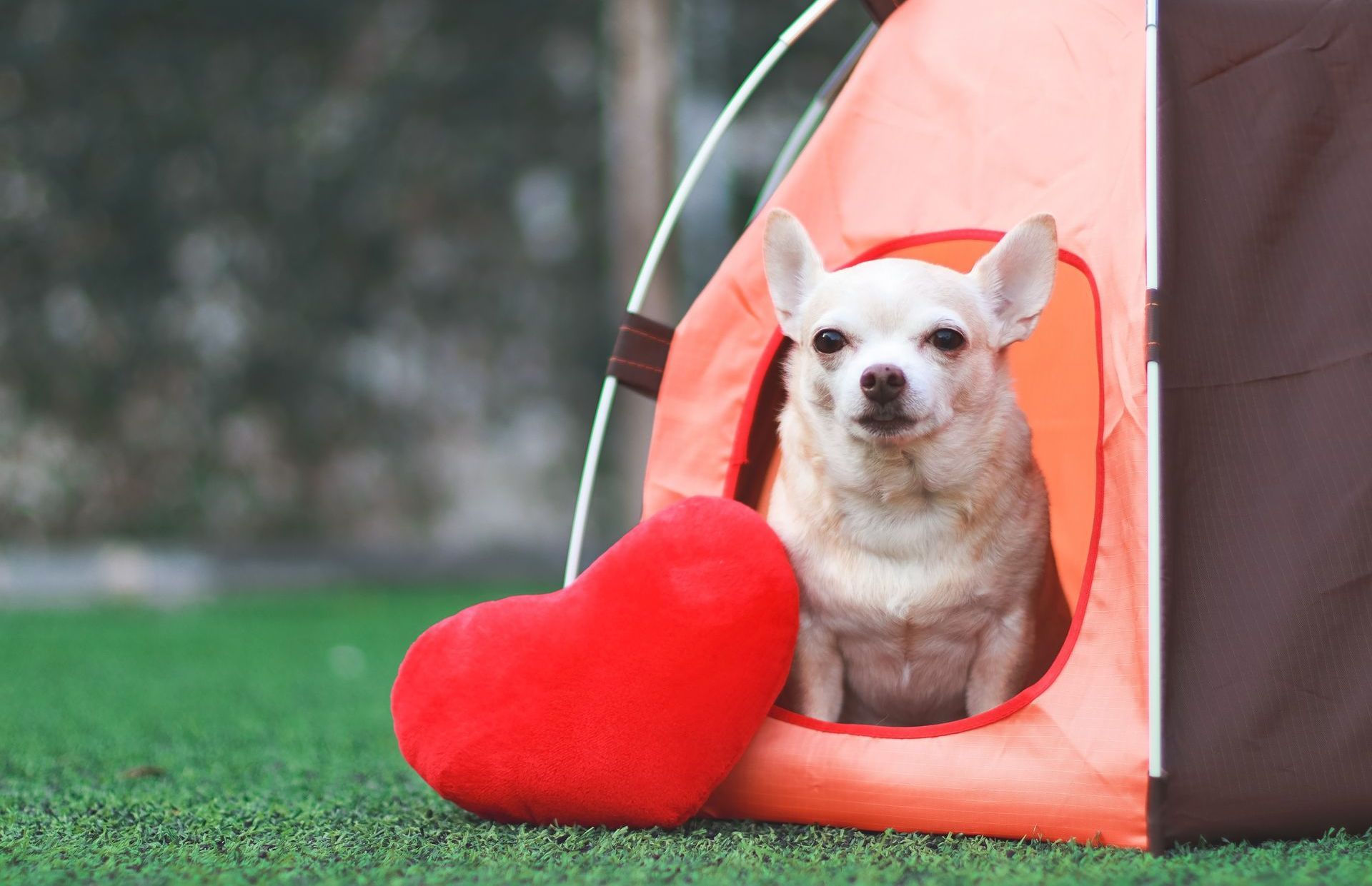 A small dog is sitting in a tent next to a red heart.