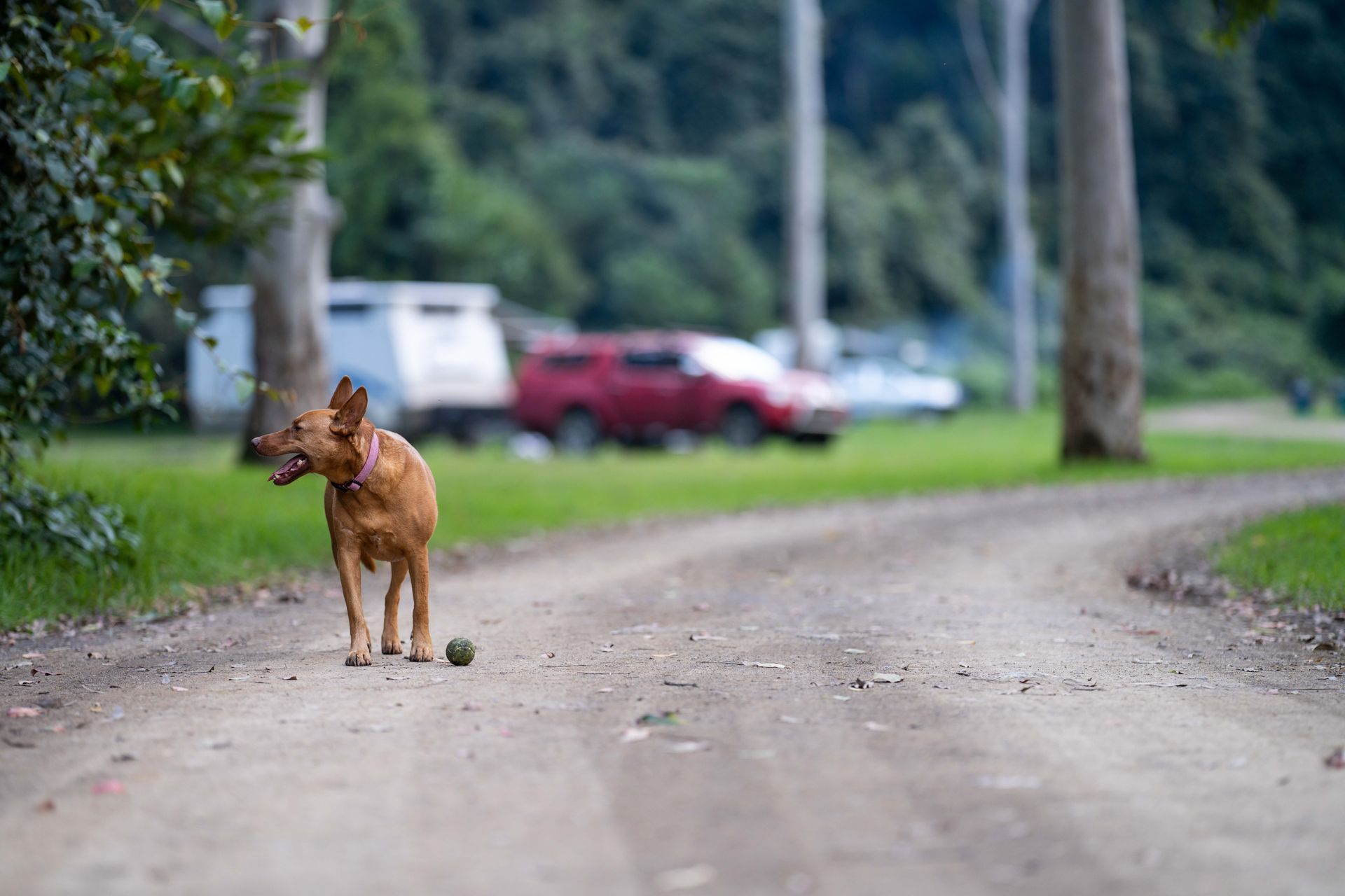 A dog is walking down a dirt road with a ball in its mouth.