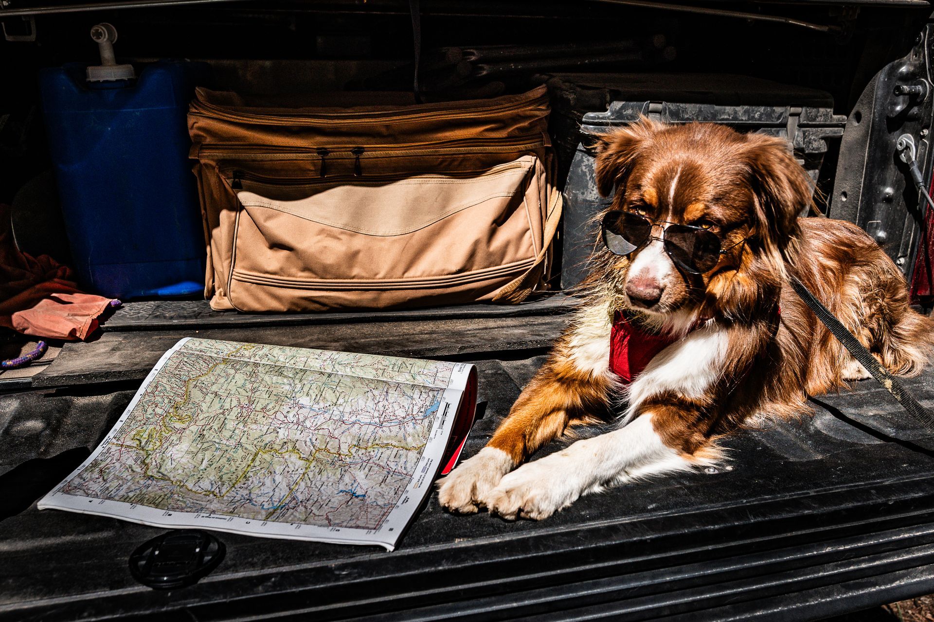 A dog is laying in the back of a truck next to a map.