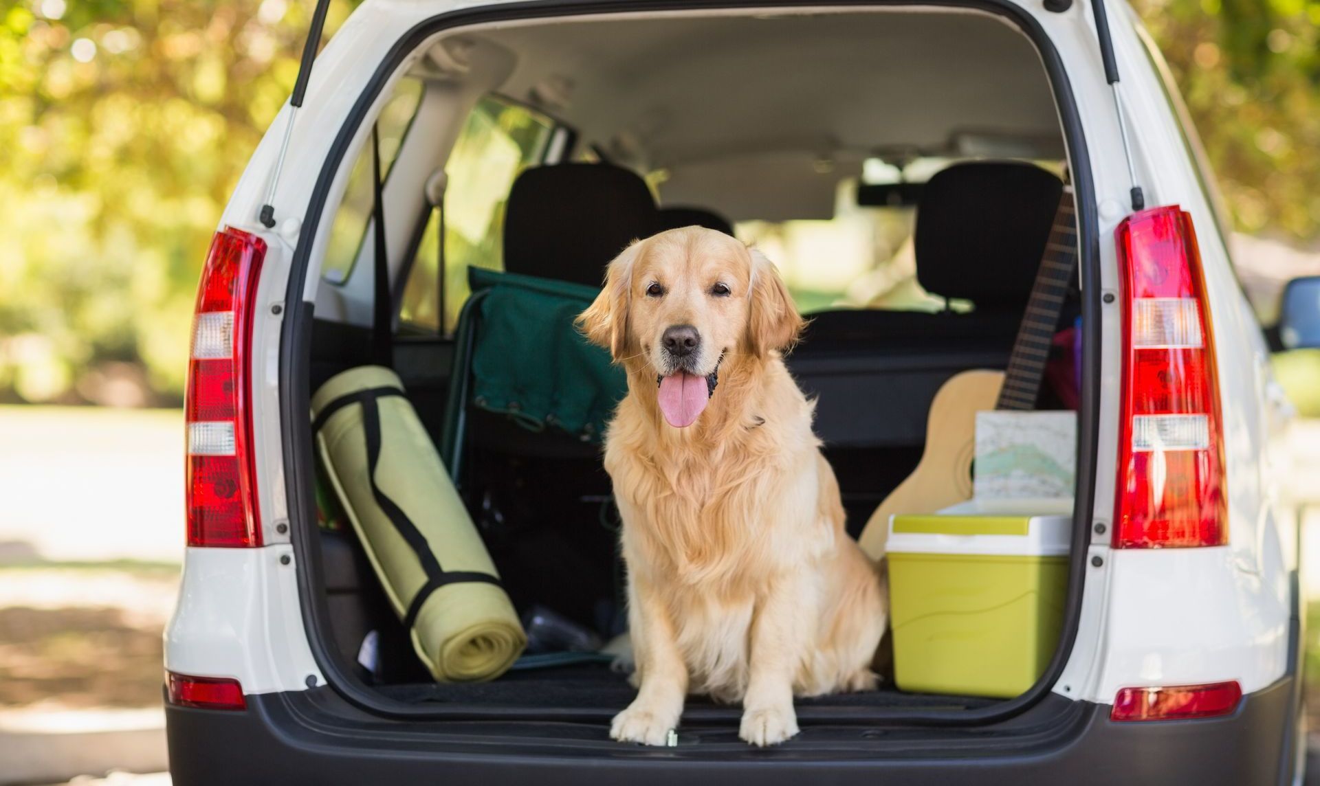A dog is sitting in the back of a car.
