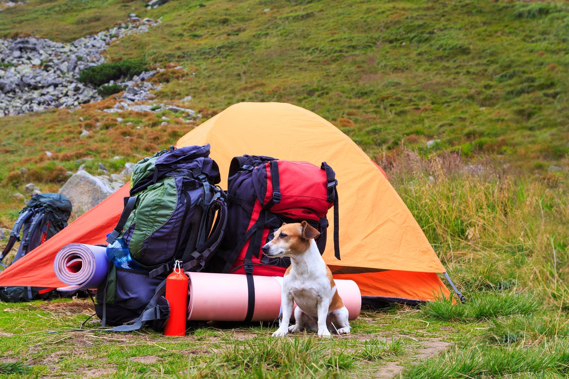 A small dog is sitting in front of a tent filled with backpacks.