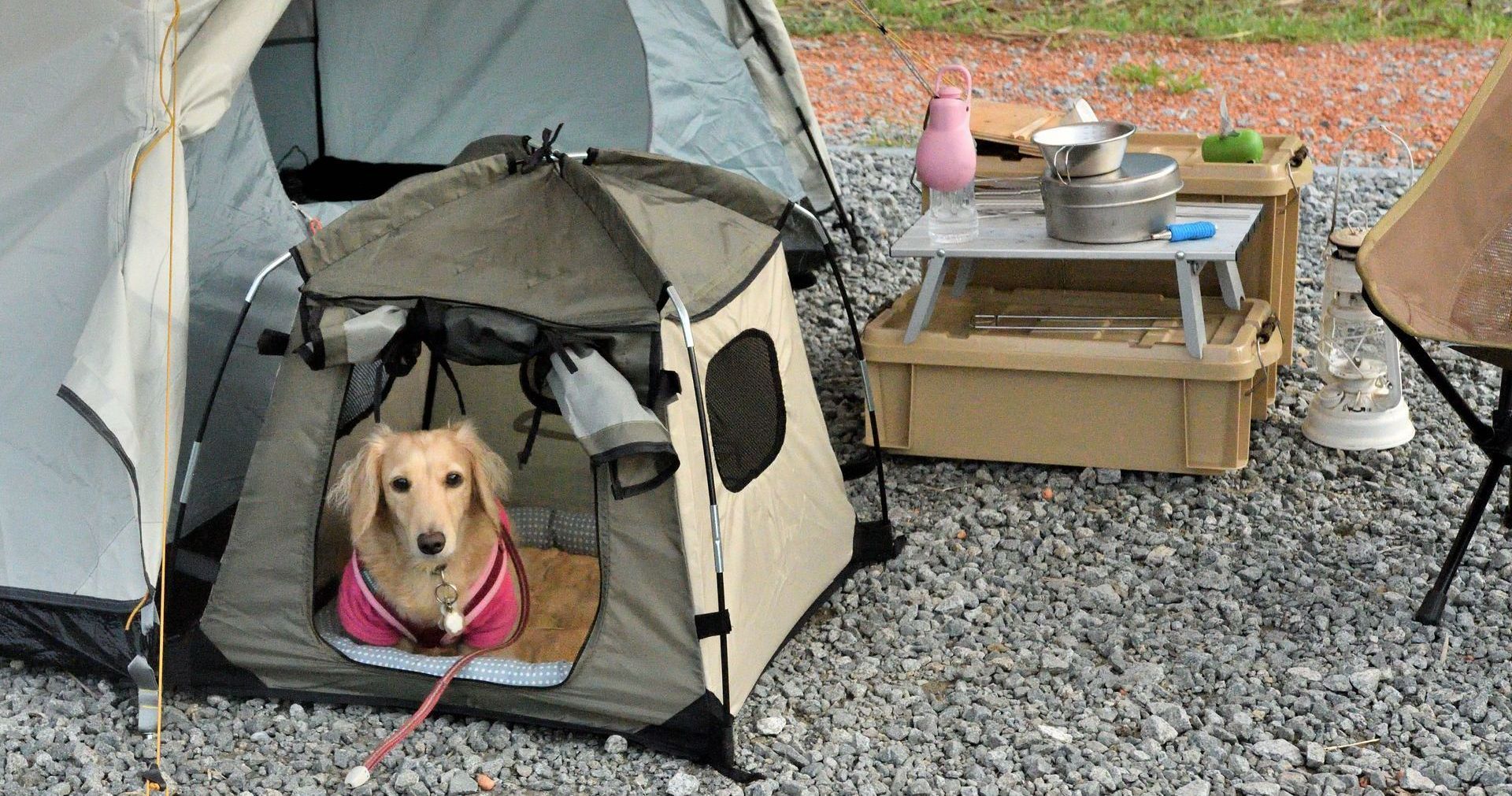 A dog is sitting in a tent next to a tent.