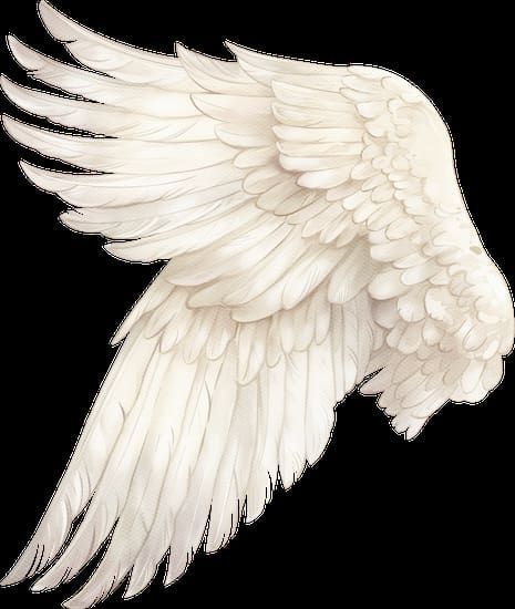 White feathered angel wing, slightly angled with detailed shading.