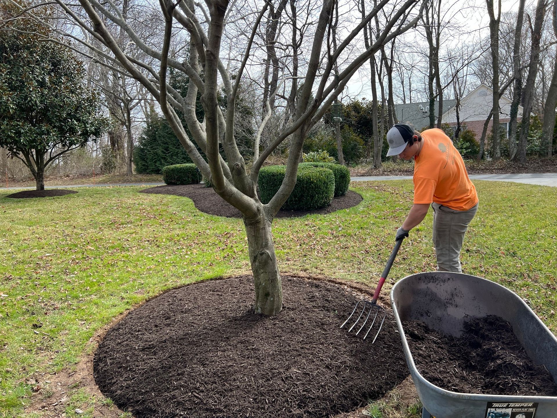 A man is raking mulch around a tree in a yard.
