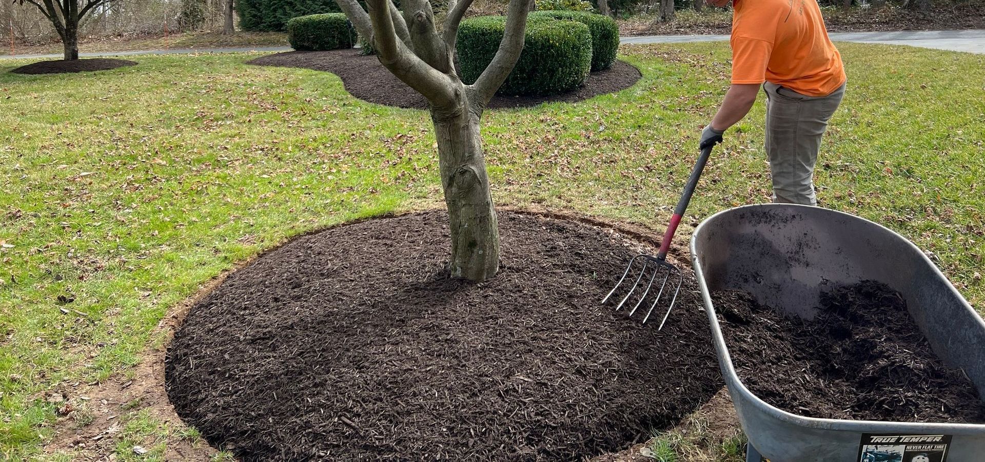 A man is raking mulch around a tree next to a wheelbarrow.