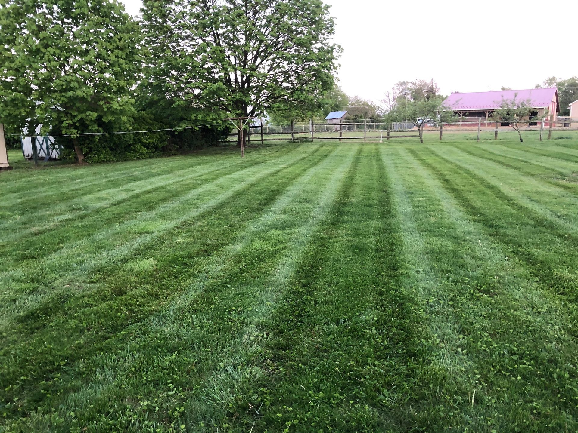 A lush green lawn with a fence in the background and a house in the background.