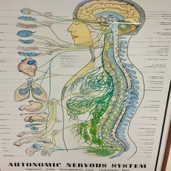 Autonomic Nervous System- Chiropractic Services in Pittsburgh, PA