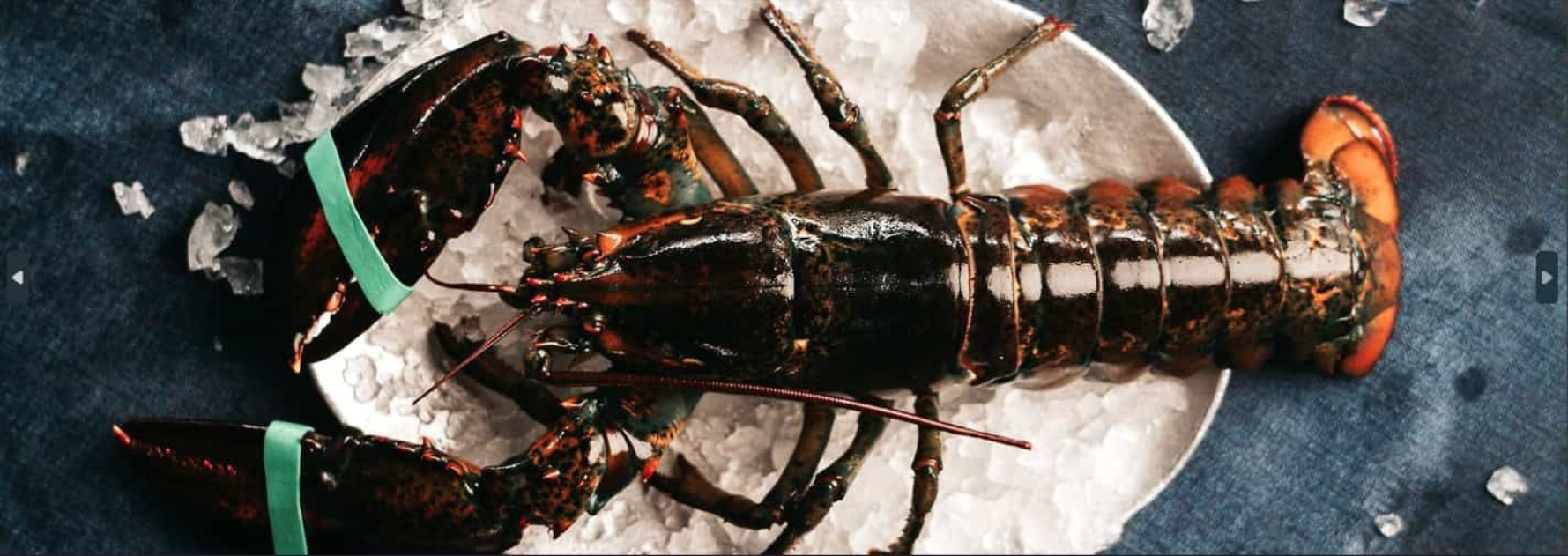 A whole, raw lobster on a plate with ice, bands securing its claws on a blue surface.