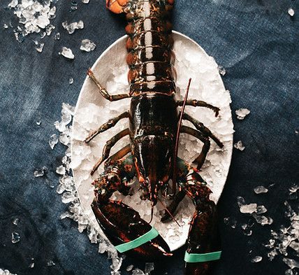 Live lobster on ice-filled plate, resting on a dark blue cloth. Lobster's claws banded.