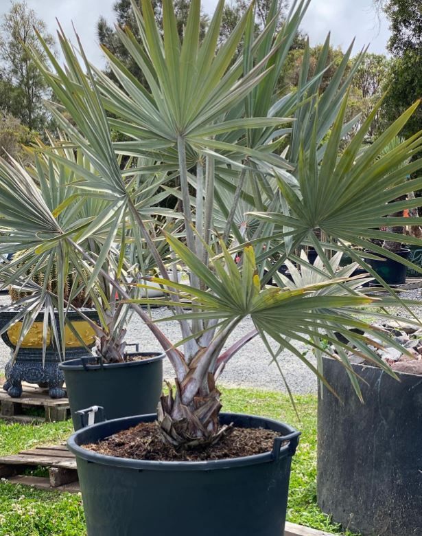 A palm tree in a black pot is sitting in the grass.