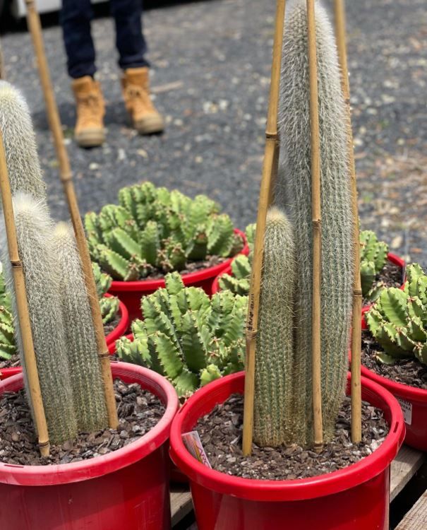 A bunch of cactus plants in red pots on a table