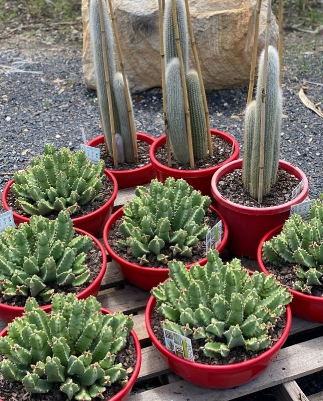 A bunch of cactus plants in red pots are sitting on a wooden pallet.