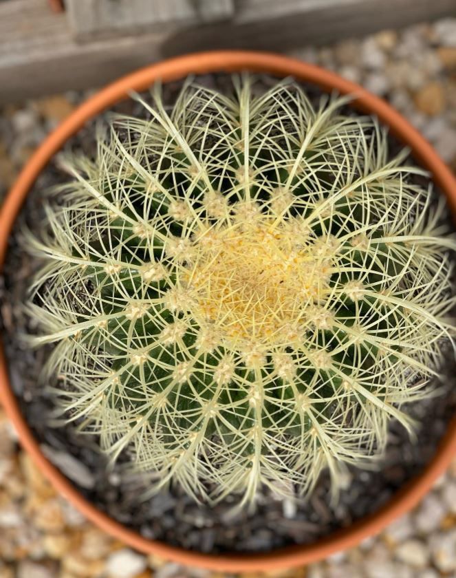 A close up of a cactus in a pot on a rocky surface.