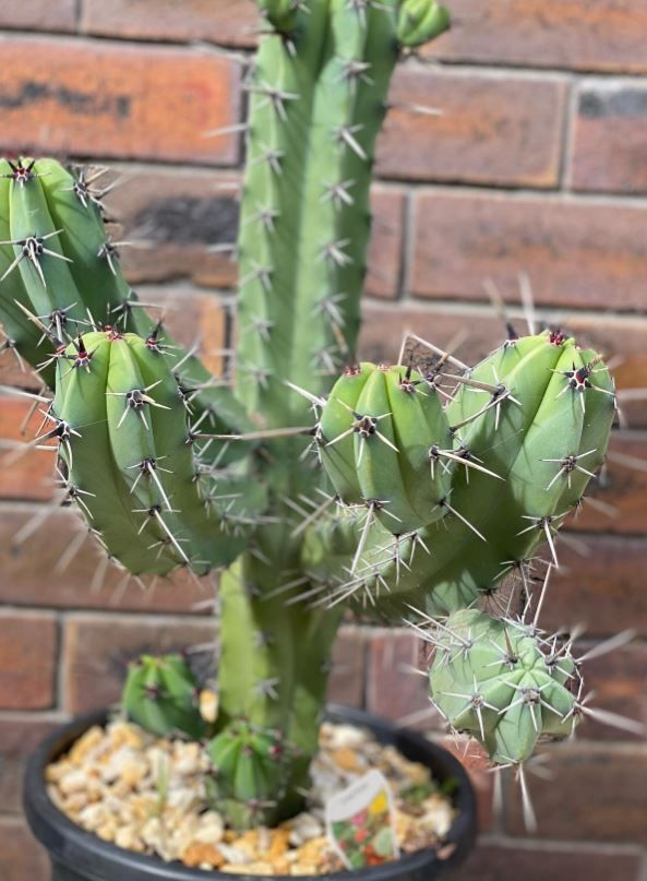 A cactus is growing in a black pot in front of a brick wall.