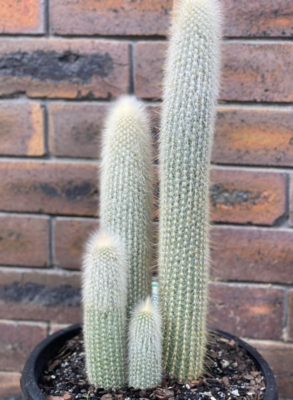 A cactus is growing in a pot in front of a brick wall.
