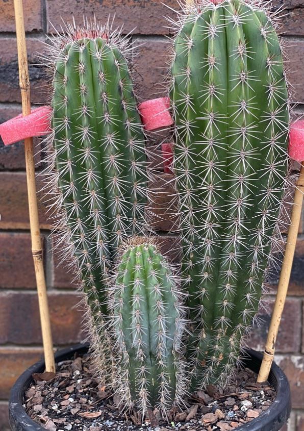 A cactus in a pot is sitting in front of a brick wall.