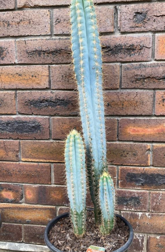 A cactus is growing in a pot in front of a brick wall.