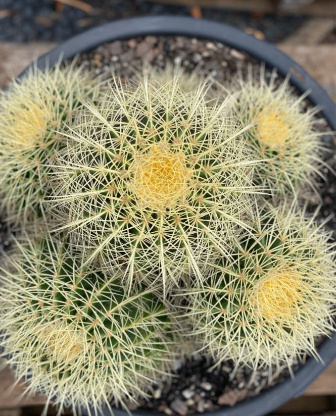 A close up of a cactus in a pot on a table.