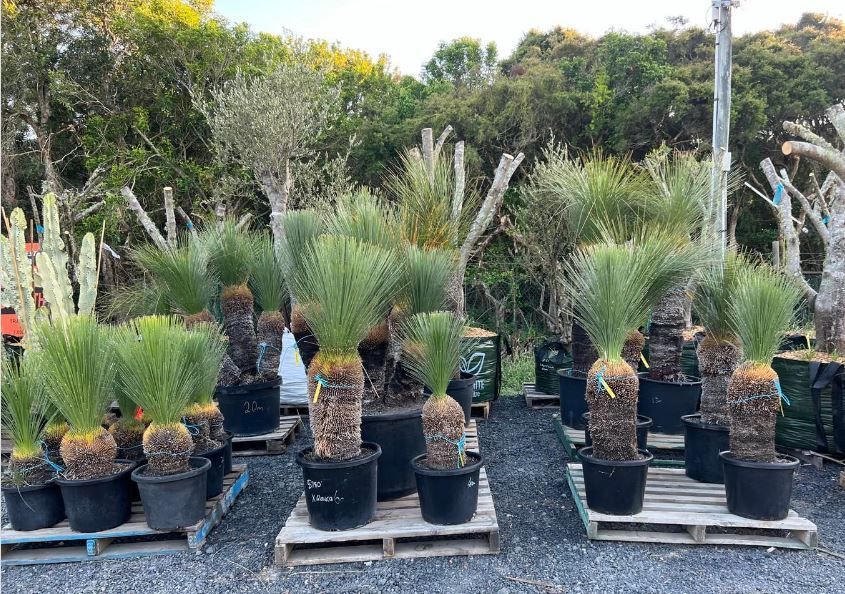A bunch of potted plants are sitting on wooden pallets.