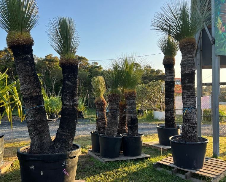 A group of palm trees in black pots are sitting on a wooden pallet.