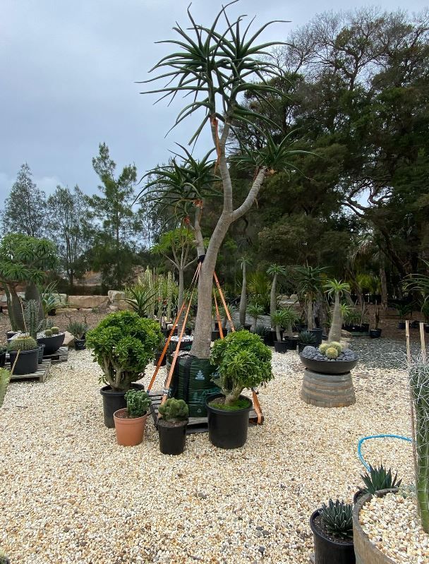 A garden filled with lots of potted plants and trees.