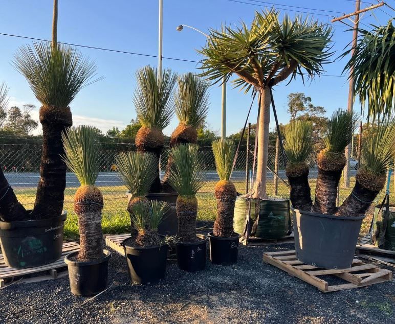 A bunch of potted plants are sitting on a wooden pallet.