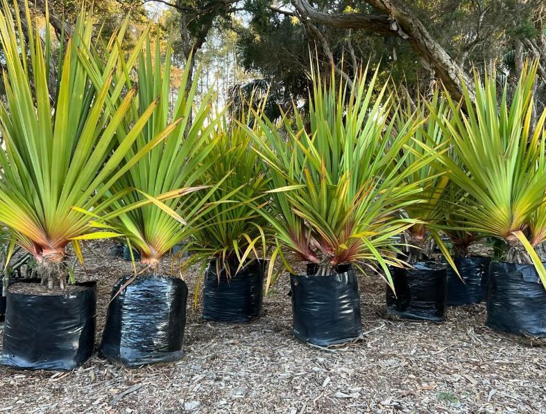 A bunch of potted plants are sitting on the ground.