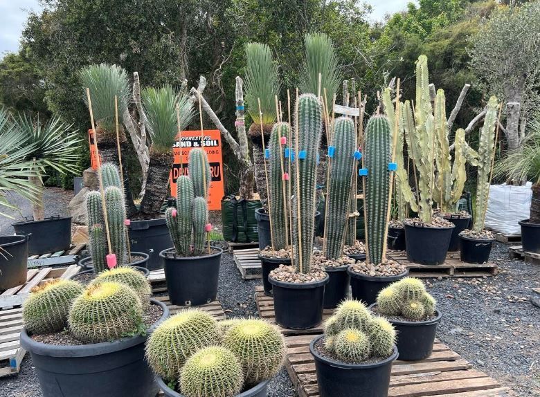 A bunch of potted cactus plants are sitting on a wooden pallet.