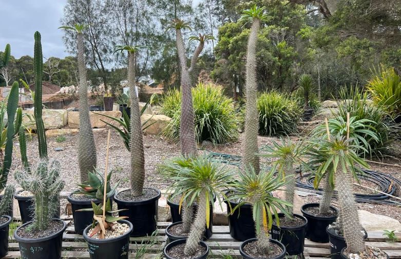 A bunch of potted plants are sitting on top of a wooden pallet.