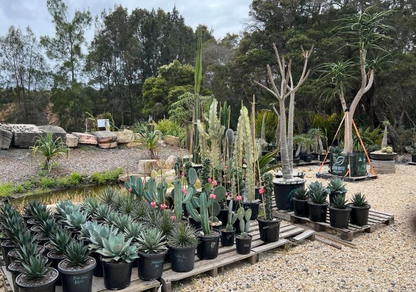 A bunch of potted plants are sitting on a wooden pallet in a garden.
