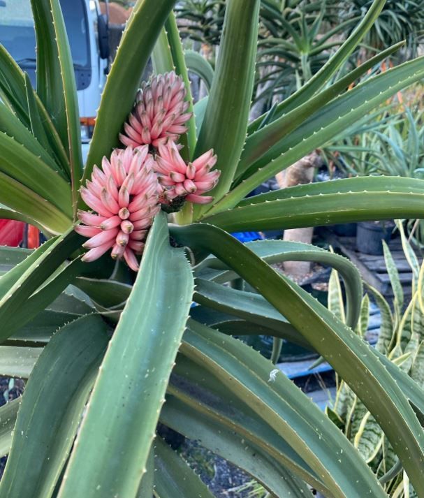 A plant with pink flowers and green leaves