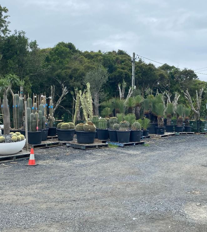 A lot of potted plants are lined up in a gravel lot.