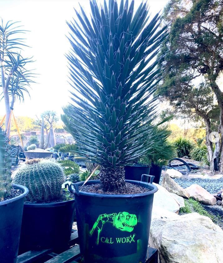 A large cactus in a black pot is sitting on a rock.
