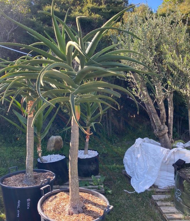 A group of potted plants are sitting in a garden.