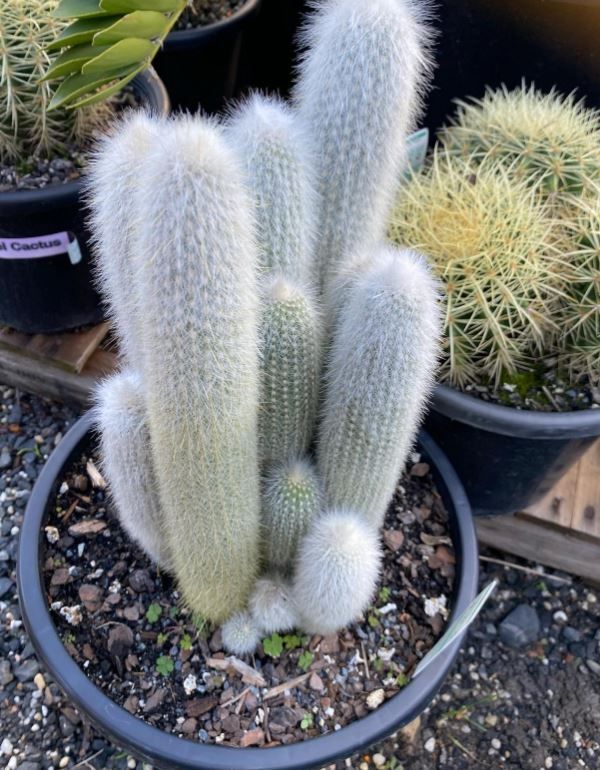 A cactus in a black pot is surrounded by other cactus plants.