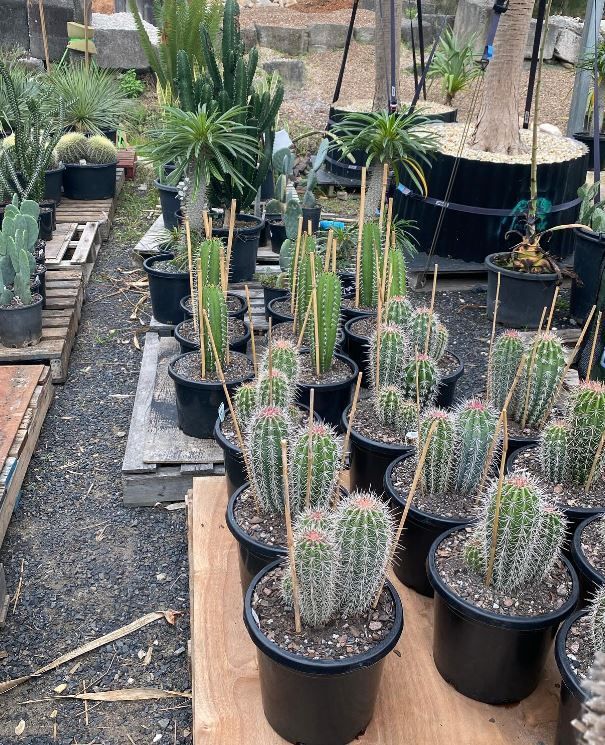 A bunch of potted cactus plants are sitting on a wooden table.