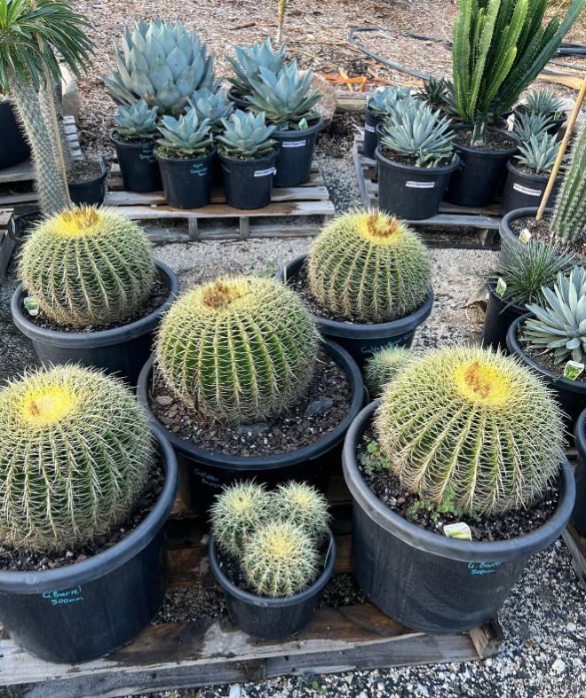 A bunch of potted cactus plants are sitting on a pallet.