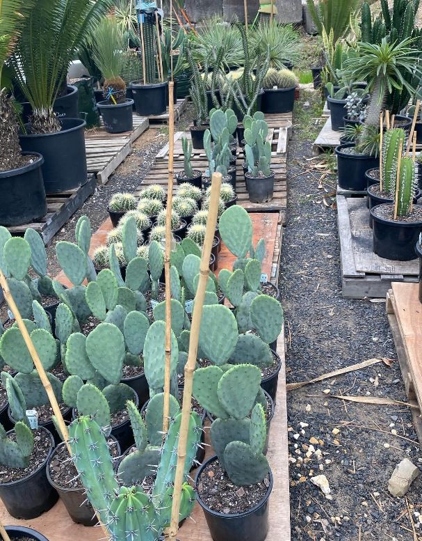 A row of potted cactus plants sitting on top of a wooden table.