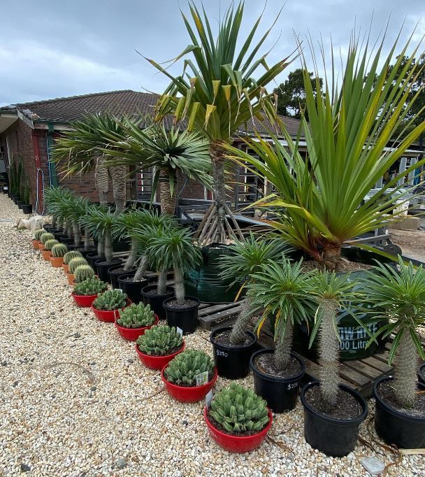 A row of potted plants including palm trees and succulents